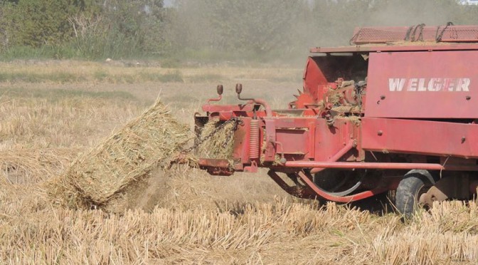 Paja de arroz de la Albufera de Valencia para la bioconstrucción